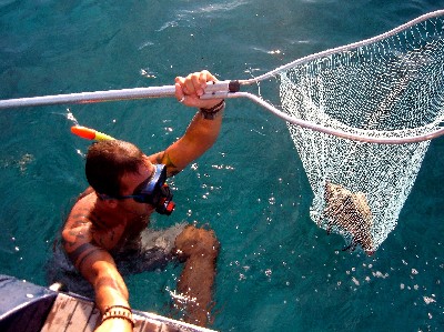 Raf, catching a huge hermit crab.