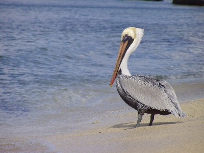 Typical Cozumel pelican...