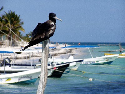 Local bird hanging out.