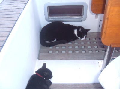 Cosmo and Lucy in the cockpit