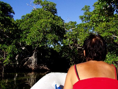 entering the mangroves...
