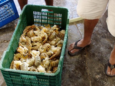 me buying lobster