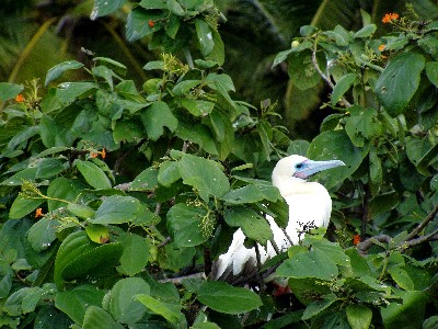 A white booby in the sanctuary.