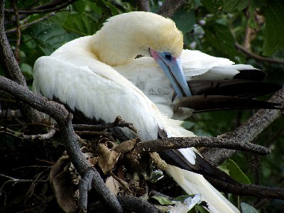 Another booby, taking care of business...