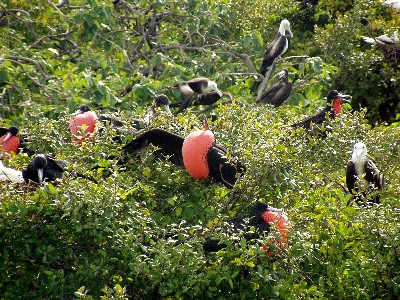 a bunch of frigate birds