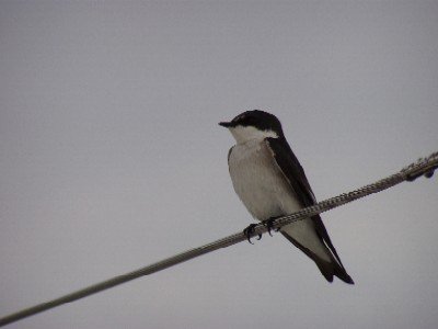 bird hitching a ride.