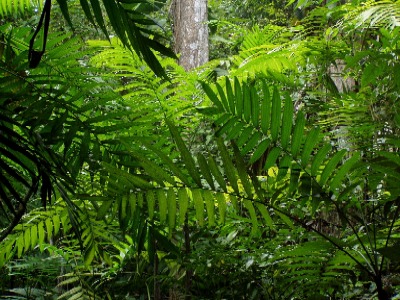 Jungle