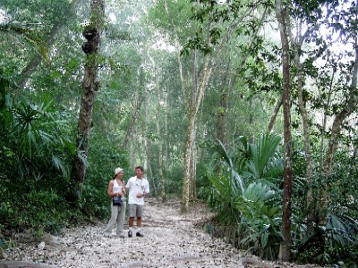 Path through the jungle