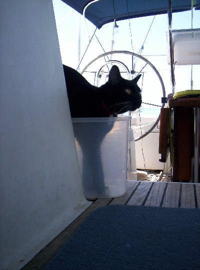 Lucy being her goofy self as she halfway steps into a plastic container.
