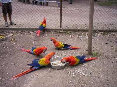 A bunch of free-roaming (but fairly tame) macaws feasting on some food that the park workers leave out for them.