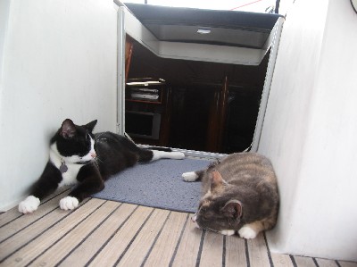Cosmo and Aretha lounging in the companionway, as they often do.