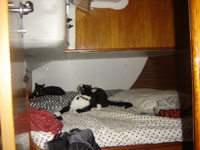 Cosmo and Lucy hanging out in the aft cabin