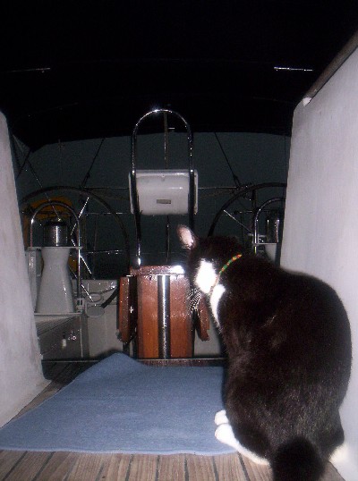 Cosmo hanging out at the cockpit watching the storm