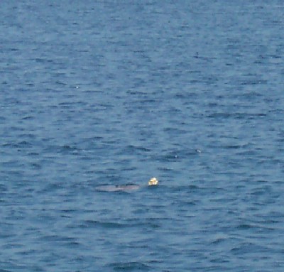 Sea Turtle