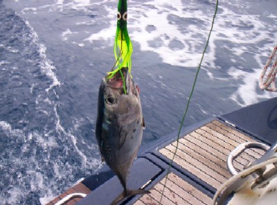 caught a tuna!