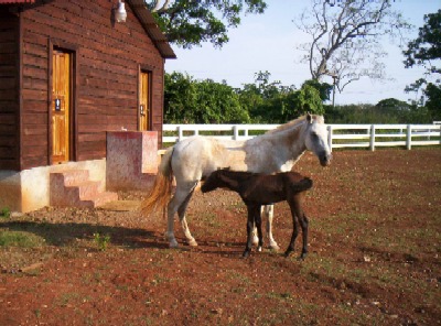 Here's a mare (or is it filly?) with her new colt. A filly with her new colt.