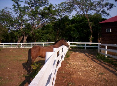 Here's a pretty big horse. He was pretty curious about us, but he always kept his distance. Here's a pretty big one.
