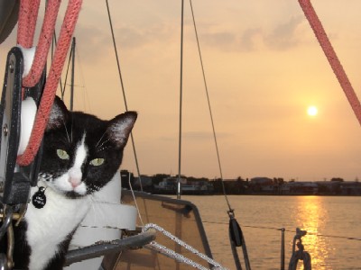 Cosmo at sunrise